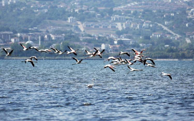 Filamingolar İzmit Körfezi'nde