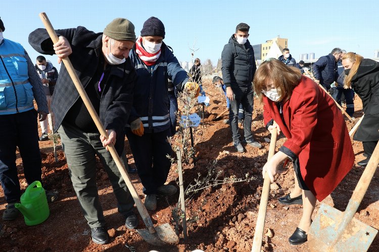 Gaziantep'te 2 bin 245 zeytin ağacı toprakla buluştu