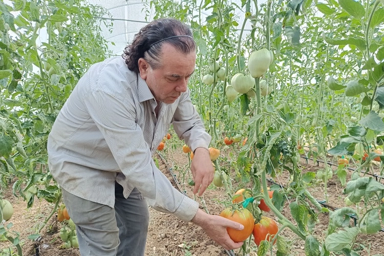 Hobi amaçlı kurduğu serada kavun boyunda domates üretiyor