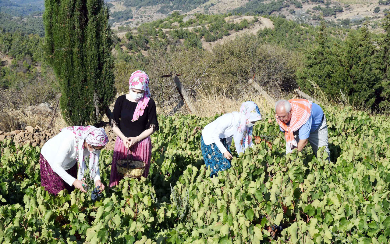 İzmirliler yeniden Kavacık Üzüm Festivali’nde buluşacak