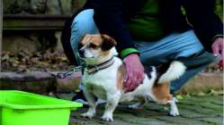 Kalp masajıyla köpeği hayata döndürdü