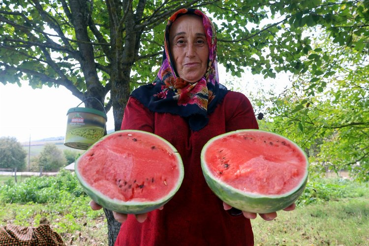 Kocaeli'de üreticilere karpuz tohumu desteği