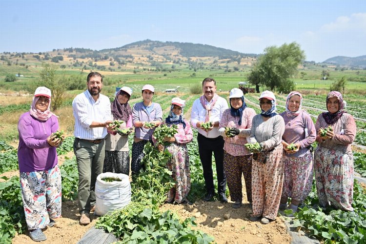 Kornişon üreticilerinde hasat sevinci