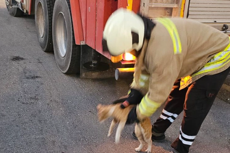 Lise binasında mahsur kalan kedi kurtarıldı