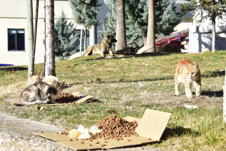 Malatya'da 25 ayrı noktada sokak hayvanları besleniyor 