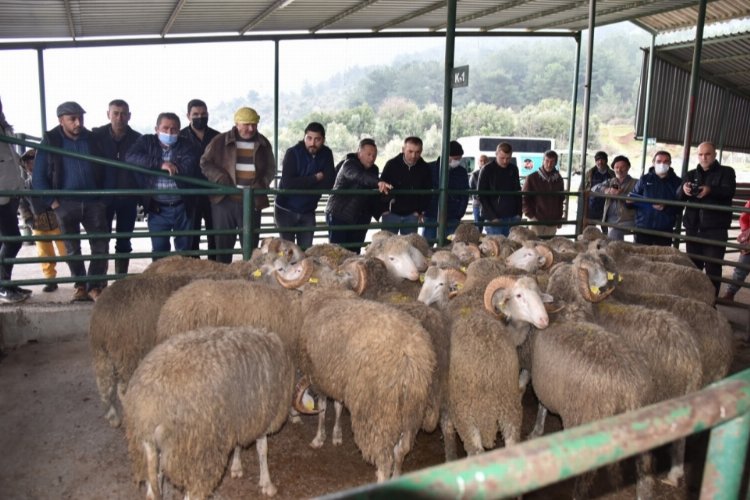 Manisa'da 'sürü iyileştirme'ye devam