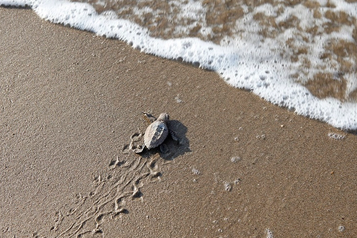 Mavi gönüllüleri Caretta Caretta’ları Akdeniz’le buluşturuyor