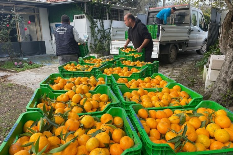 Muğla'da üreticiden mandalin alımı sürüyor