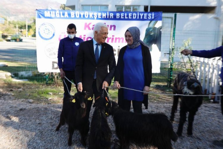 Muğla'da kıl keçisi desteğine devam 