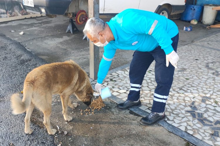 Muğla Milas Belediyesi sokak hayvanlarını unutmadı 