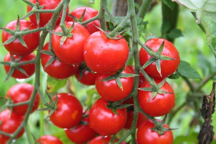 Rusya’ya domates ihracatında kota 500 bin tona çıktı