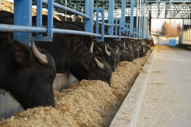 Sakarya Mozzarella peynirini üretecek 