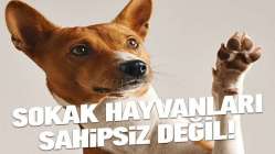 'Sokak Hayvanları sahipsiz değildir'