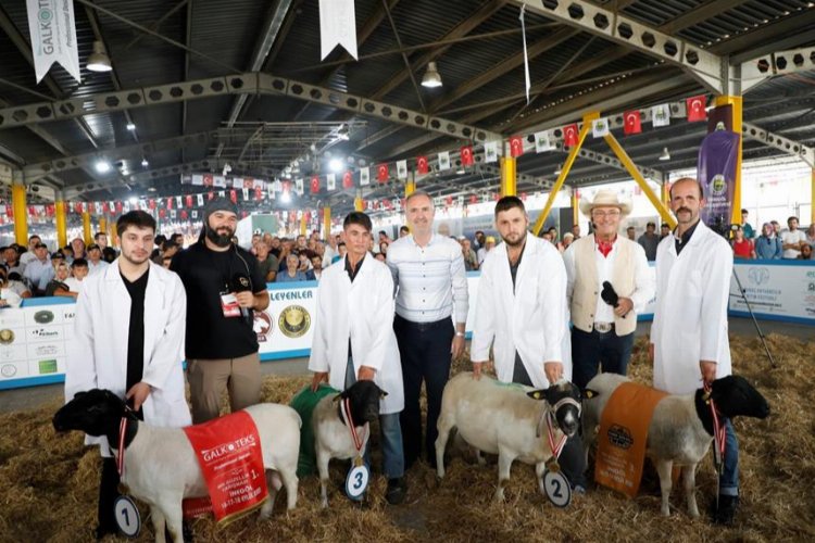 Türkiye’nin en kapsamlı küçükbaş hayvancılık festivali için geri sayım başladı