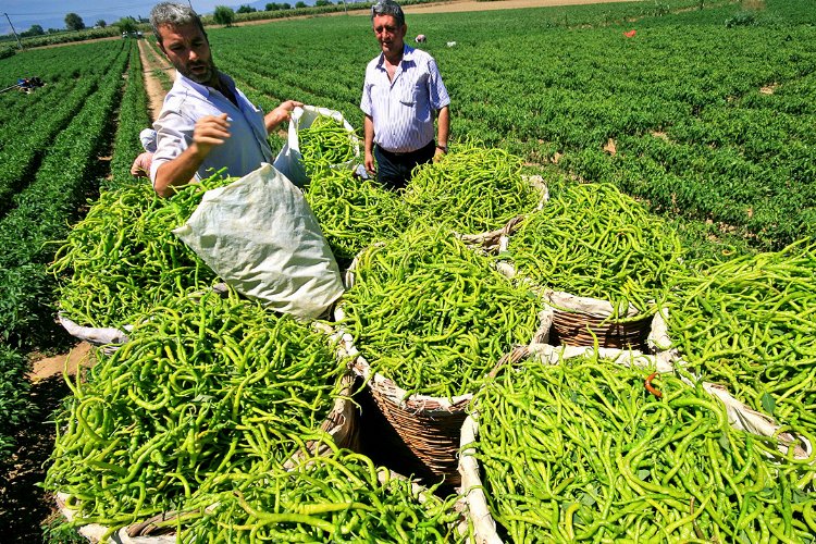 Ukrayna Tarım Heyeti Bursa Yenişehir Ovası'nda