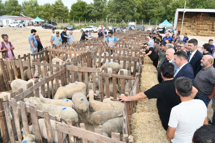 Üreticilere koyun desteği