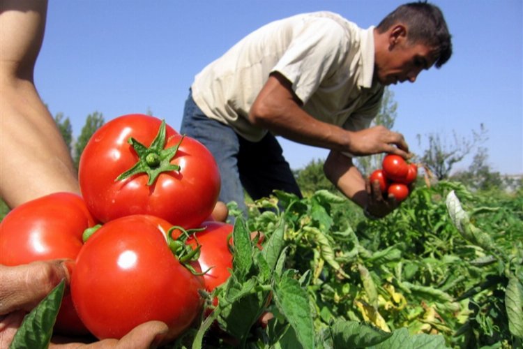 Yasak kaldırıldı, domateste ihracat yolu açıldı!