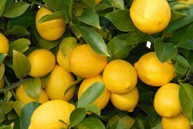 Üretici ile market arasındaki fiyat farkına 'limon' sıkıldı! Limon yüzde 573,6 fark gördü