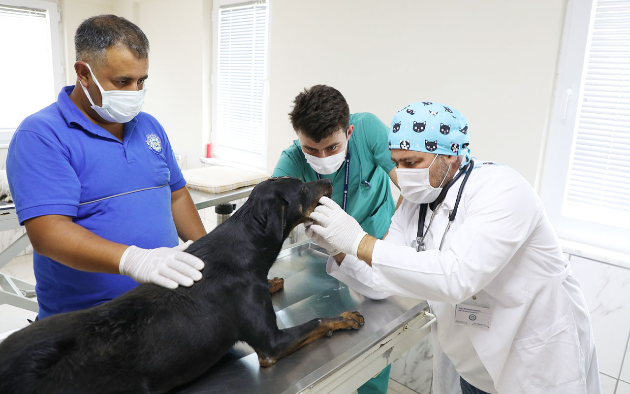 Uşak’tan Muğla’ya uzanan yaşam mücadelesi