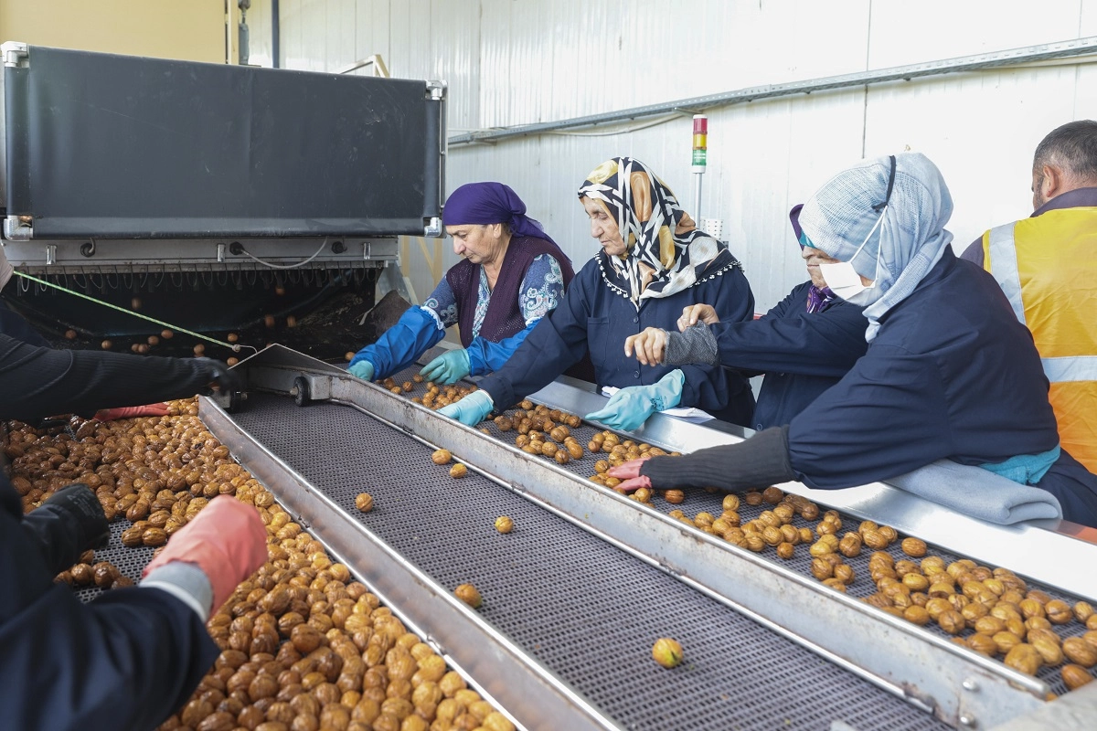 Yerli cevizde 60 bin ton rekolte beklentisi