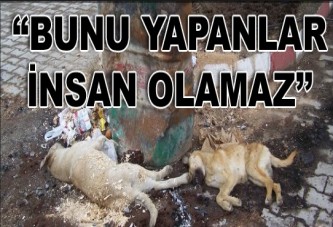 Yine köpek katliamı!