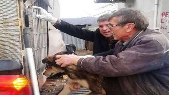 zabıta yaralı güvercin ve köpeğe sahip çıktı