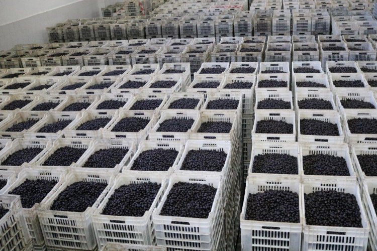 Zeytin üreticisi ortaktan 2,8 milyar TL'lik teslimat